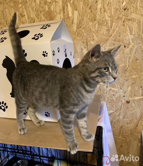 Котик подросток голубого окраса