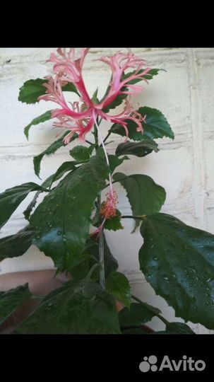 Гибискусы пестролистные