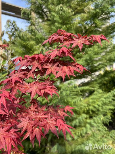 Японский клен