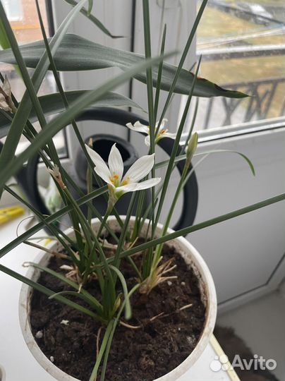 Зефирантес белый