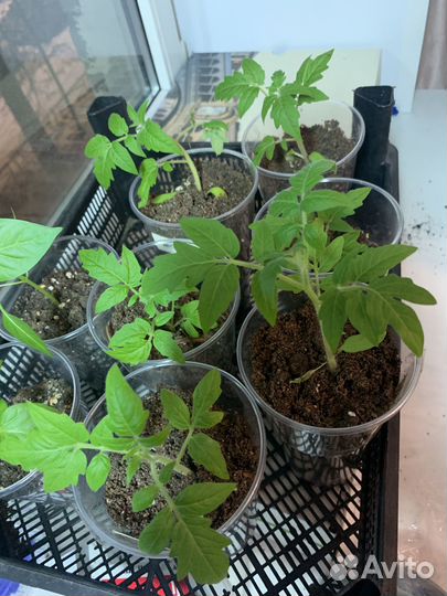 Рассада томатов Боец