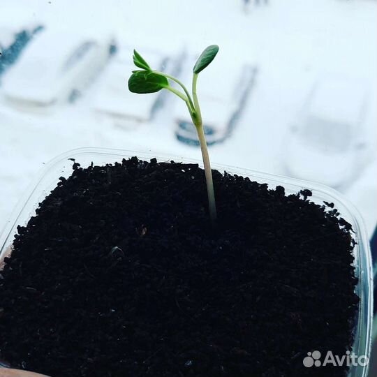 Биогумус (чистейший концентрат)