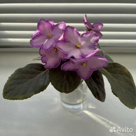 Сортовые фиалки