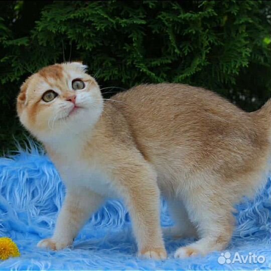 Шотландская вислоухая золотая шиншилла девочка