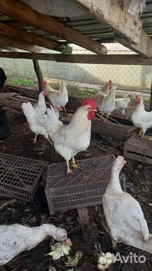 Куры несушки и петухи