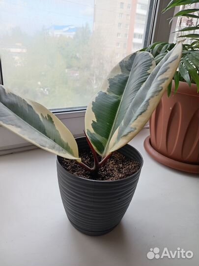 Фикус эластика тинеке