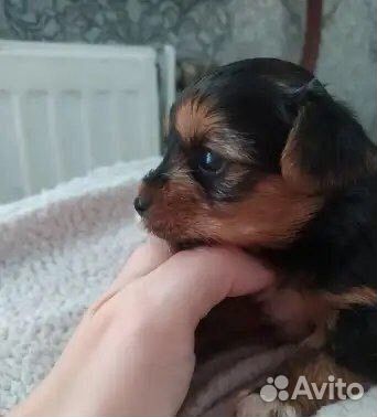 Щенки йорка мини