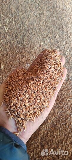 Зерно, ячмень, горох, жмых жареный