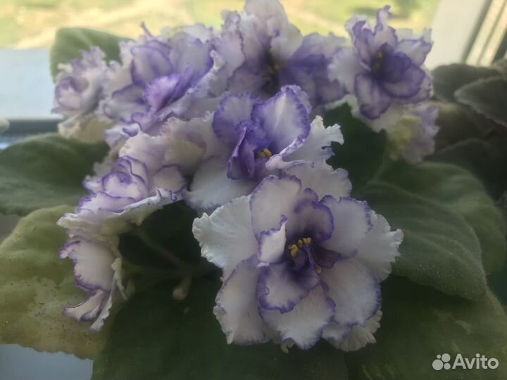 Комнатные цветы