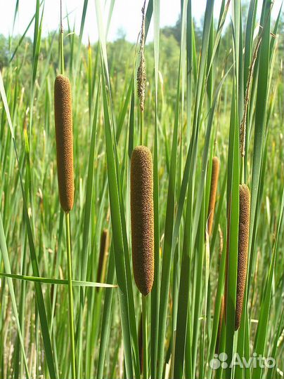 Продаю цветы рогоза