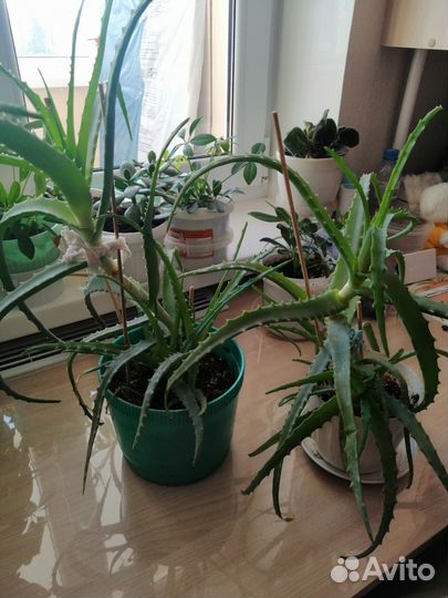 Алоэ столетник