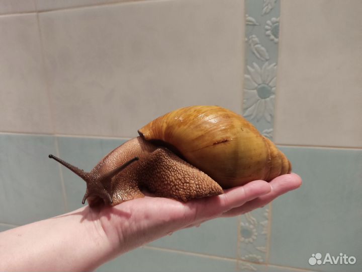 Улитка Архахатин Маргината Иктерика