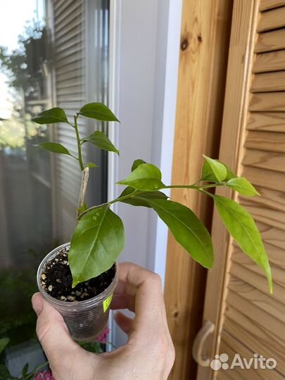 Бугенвиллия