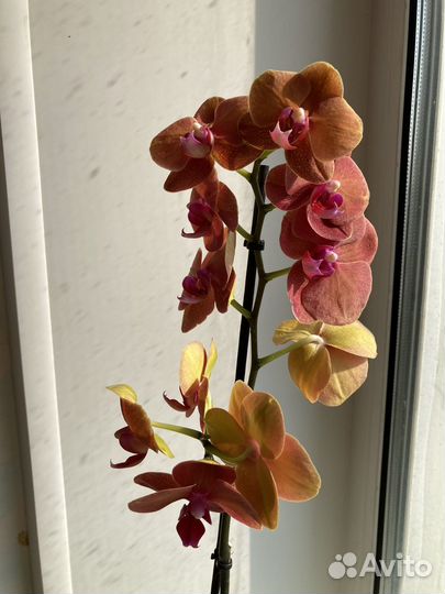 Орхидея фаленопсис
