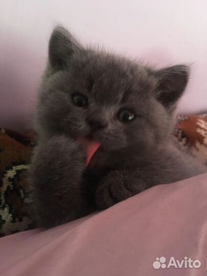 Британская