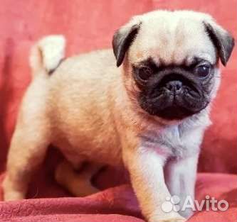 Щенки мопса