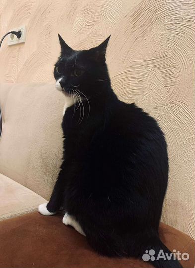 Кошка в дар 1 год, стерилизована