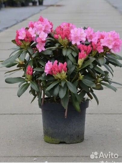 Родедендрон