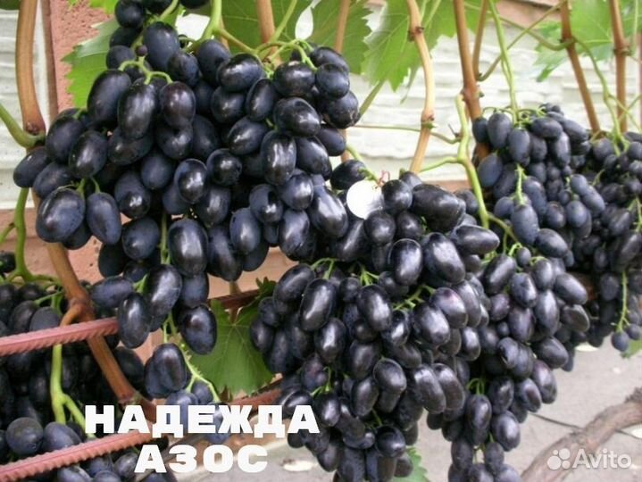 Черенки-чубуки столового винограда сорта разные