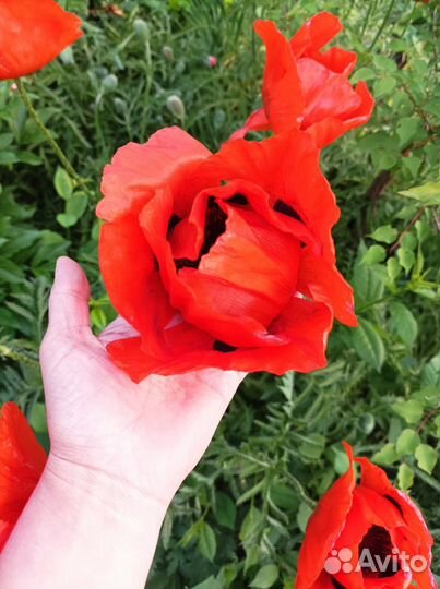 Мак восточный семена