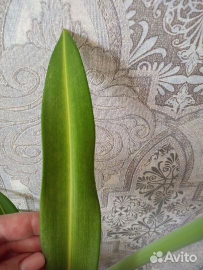 Гиппиаструм