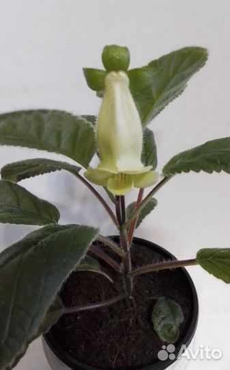 Синингия жёлтая ароматная,глоксинии