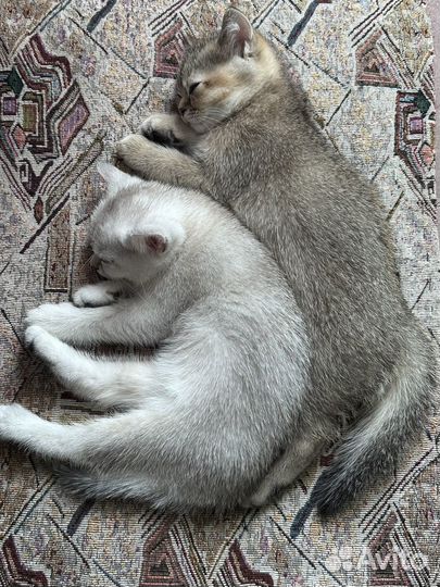 Котята шотландской шиншиллы