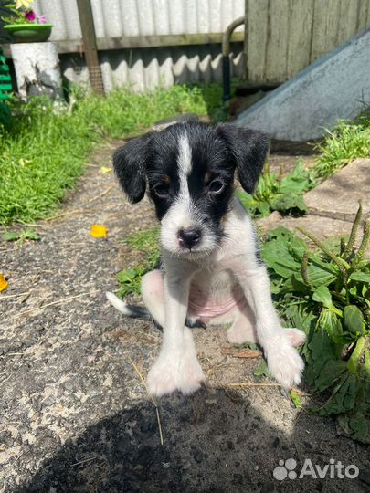 Щенок в добрые руки бесплатно