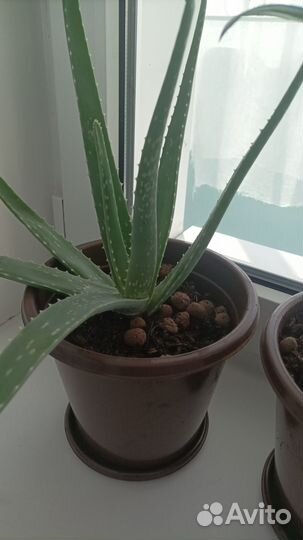 Комнатные домашние растения