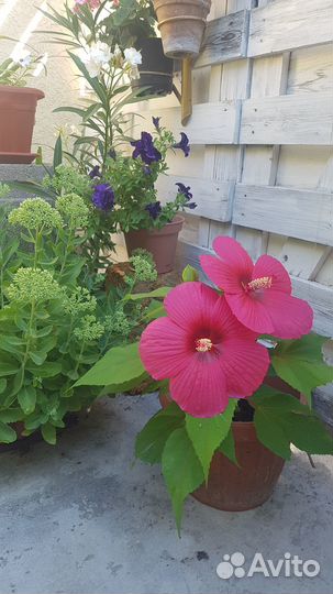 Королевский гибискус