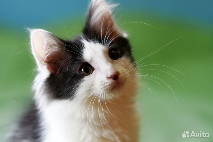 Котенок Нюша в добрые руки