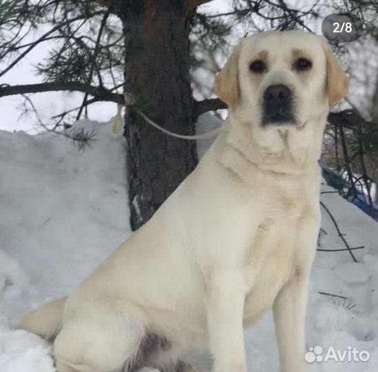 Щенки лабрадора