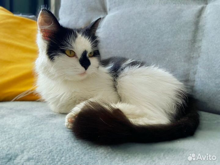 Кошечка в добрые руки