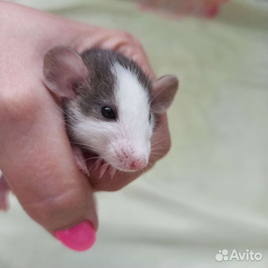 Крыса дамбо