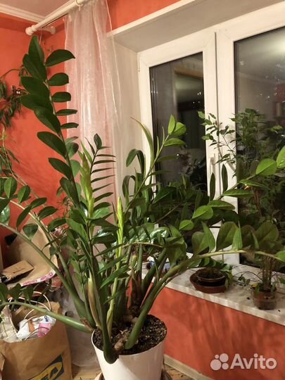 Замиокулкас 100/30 зеленый 25 листов