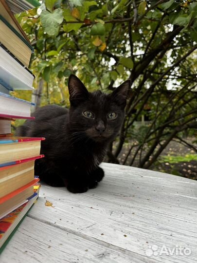 Черные котики и серые