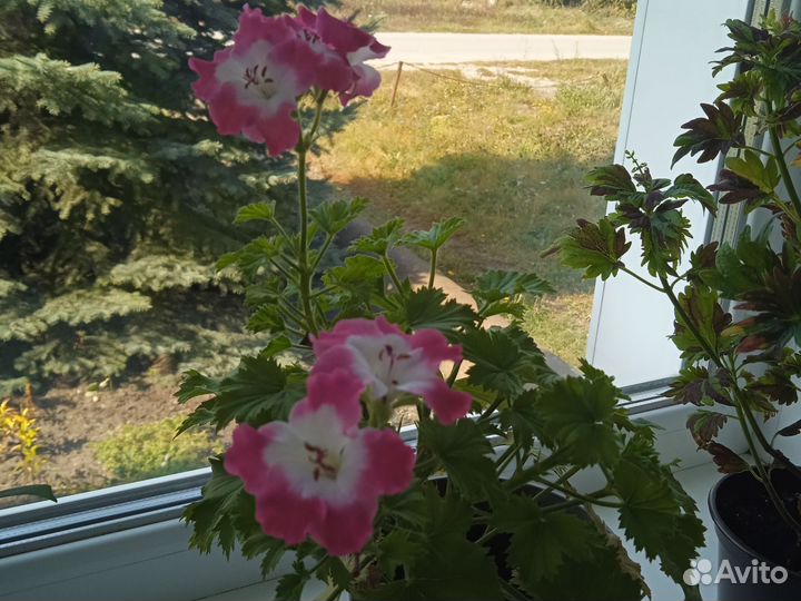 Пеларгония герань