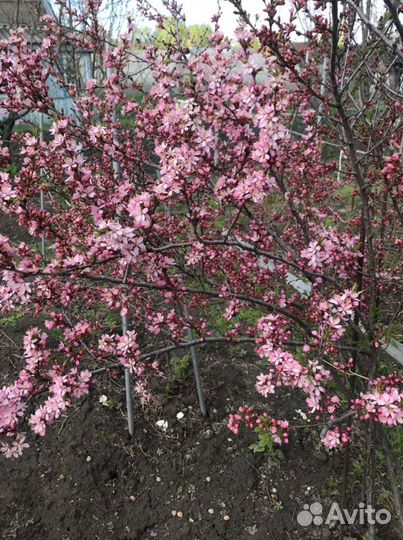 Миндаль куст