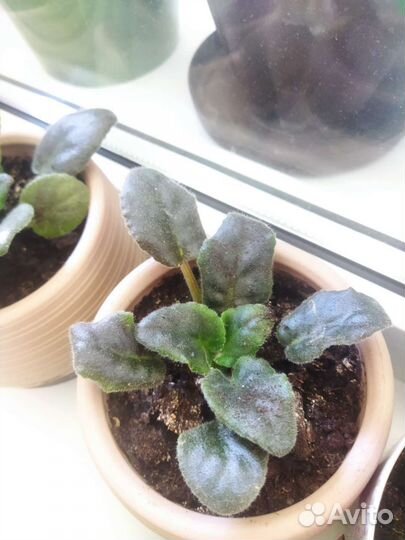 Фиалка в горшках