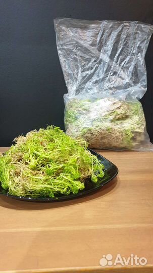 Мох сфагнум живой