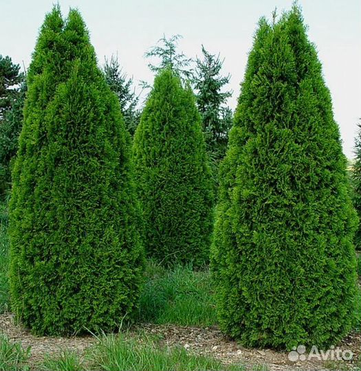 Туя смарагд