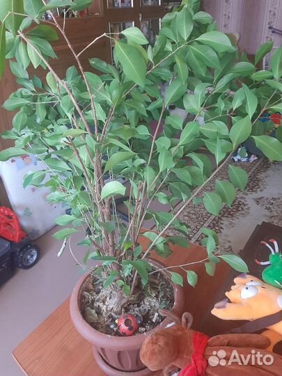 Комнатные цветы Фикус