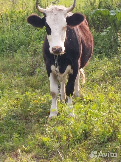 Молодая коровка С Р О Ч Н О