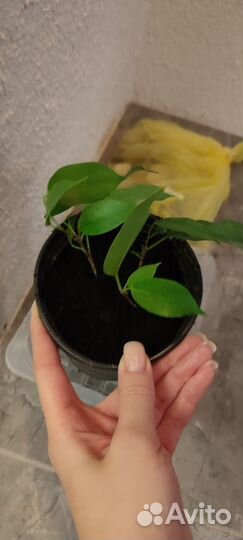 Фикус бенджамина