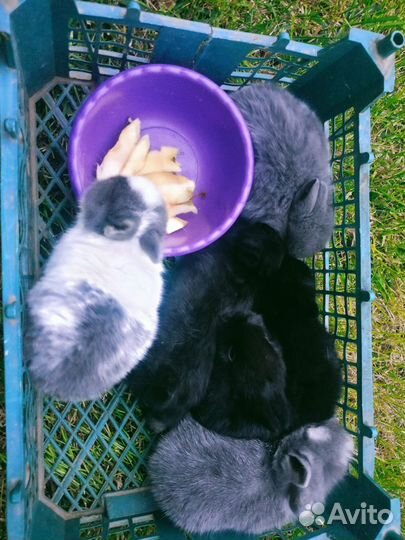 Декоративные кролики