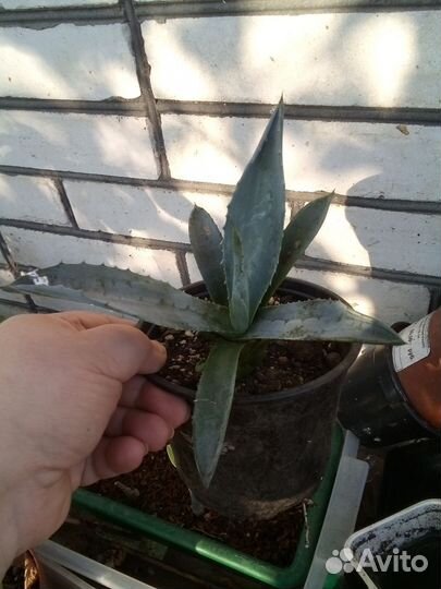 Агава голубая
