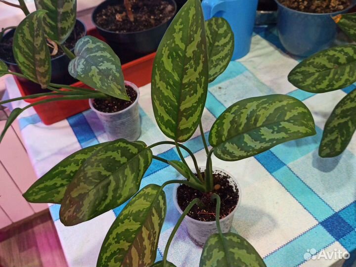 Аглаонема Мария