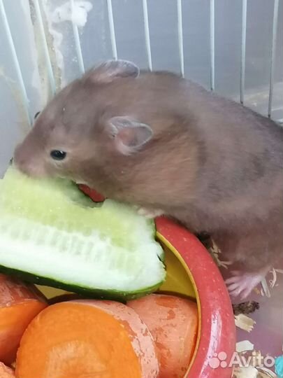 Сирийские хомячки