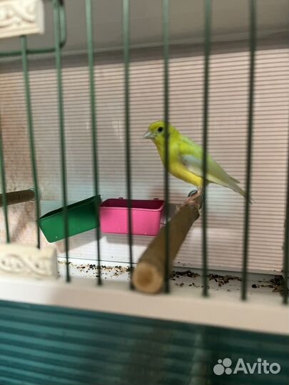 Кенара и канарейки