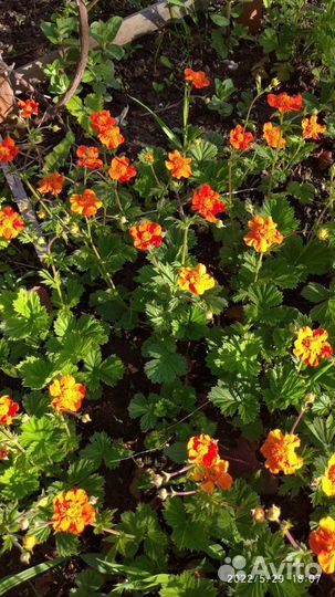 Гравилат Чилийский